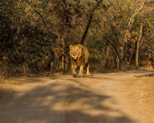 Gir-Forest-p45loosnidhq10tx17exse14fckfqtjod3xa12geqo